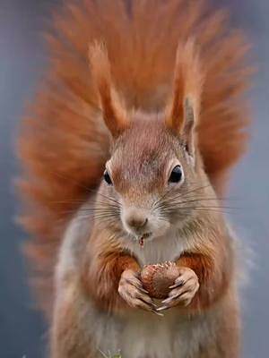 一只可爱的雪地松鼠吃橡果子 
#探纪自然