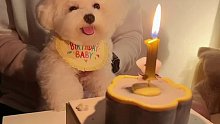 狗子也喜欢惊喜，看到蛋糕的一瞬间眼睛都亮了