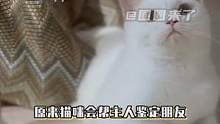 #原来猫咪会帮主人鉴定朋友  我家逆子见谁都贴贴（来源：璐PP（已授权））