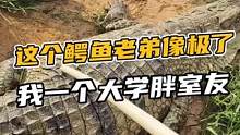 这个皮带老弟像极了我一个大学胖室友#鳄珍