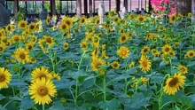 向日葵花语“入目无别人 四下皆是你，有你时你是太阳，我目不转睛，无你时，我低头谁也不见”#厦门周边游