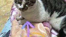 这肠一人一猫一半 它不好吗？#记录猫咪日常 #萌宠 #猫咪的迷惑行为 #铲屎官的乐趣