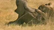 狮子狩猎大象#动物世界 #精彩片段 #大象 #万物皆有灵性 #热门 