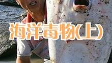 几米深水坑鱼货乱窜，上百一斤野货可值钱，摸到海洋毒物得小心（上）