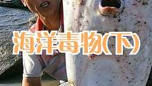 几米深水坑鱼货乱窜，上百一斤野货可值钱，摸到海洋毒物得小心（下）