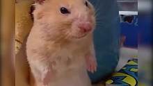 #仓鼠宝宝哈哈哈哈哈哈哈哈哈看得出来是真的生气了