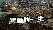 鳄鱼的一生#鳄珍 #鳄鱼养殖场 #鳄鱼养殖基地 