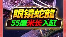 55厘米眼镜蛇雷龙被遗弃转卖，发现后经竟然瞎了一只眼，目露凶光 #眼镜蛇雷龙