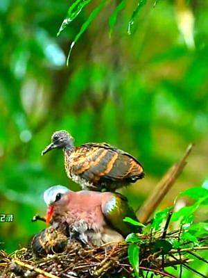 绿翅金鸠在养育幼崽，小家伙很兴奋，直接跳到了妈妈的背上，好幸福#绿翅金鸠 #动物鸟世界 #野生鸟类育
