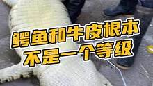 牛腰带和鳄鱼腰带根本就不是一个等级#鳄珍 