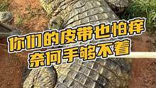 鳄鱼也怕痒奈何手够不着#鳄珍 