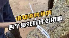 谁知道鳄鱼的四个鼻孔有什么用嘛？#鳄珍 