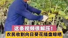 这条视频很解压！农民收割向日葵花插盘晾晒 动作行云流水 #这操作都看傻了 #向日葵花海 #农民工 #