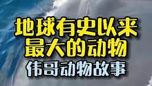 地球有史以来最大的动物—蓝鲸，到底有多大？#万物皆有灵性 #鲸鱼 #动物图鉴