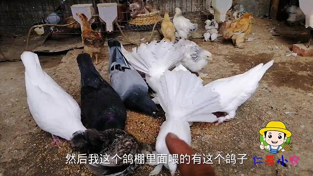 十一国庆节，在鸽棚里发现两对鸽子下蛋了，快来围观，看谁喜欢