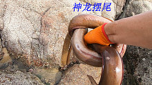 阿平赶海抓到一条五斤重的海鳗龙，之后还抓了长寿鱼和八爪鱼
