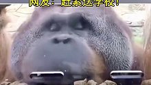 猩猩为了吃到玻璃里的食物，发挥聪明才智