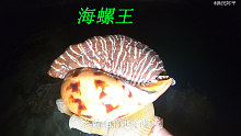 阿平赶海收获了一个好大的椰子螺，还抓了螃蟹和美人鱼