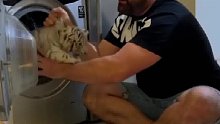 小老虎爱玩洗衣机，主人竟然给它放进洗衣机洗白白！