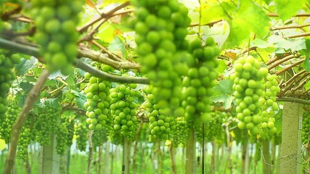 你适合发展阳光玫瑰吗？听听他怎么说