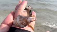 这海螺变异了吗