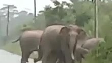 遇大象组团过马路，大家一定要自觉避让，切勿靠近