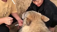 一个大耳巴子，硬生生把狼打成了二哈
