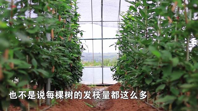 最多一棵14枝！你敢信这是一年的樱桃树？