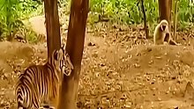 猴子把老虎玩怕了