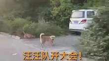 狗狗：你跑啥？