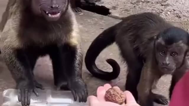 这个猴子肯定是人的一个分支