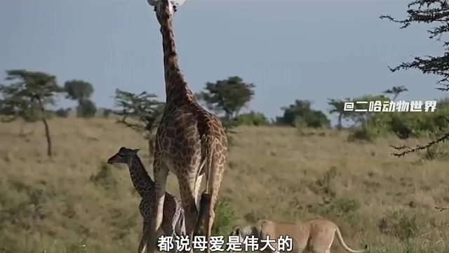 长颈鹿妈妈亲手葬送了小长颈鹿的生命，事后妈妈会不会后悔呢