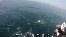 鱼普吉岛水深米，铁板抽起来，一尾七点鲳拉力还不错