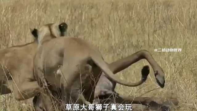 狮子今天闲情雅致逗起了羚羊