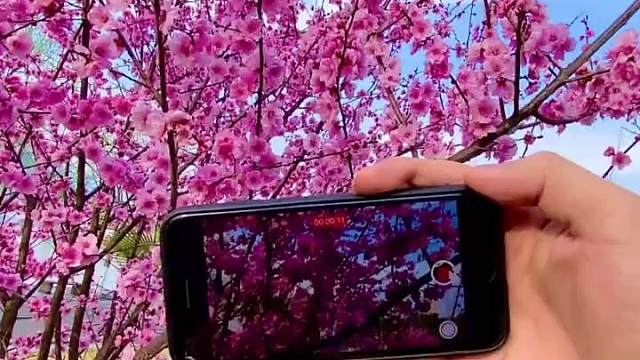 桃花试试这样拍   1