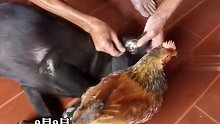 狗狗身上有寄生虫，主人用鸡帮忙去虫