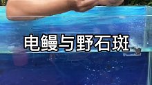 电鳗与野石斑