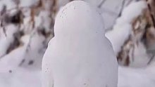 小雪人是什么鸟