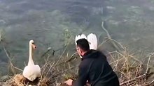 路过的好心人帮天鹅筑巢