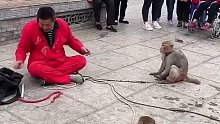 猴哥吃软怕硬，挺会做人
