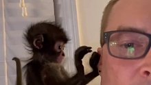 国外小哥救助了一只小猴子，小哥把它当家人一样对待，照顾的无微不至