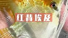 两种原生的红背燕鱼，你能区分出来吗？#热带鱼 #养鱼人 #观赏鱼 #埃及神仙鱼