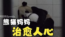 熊猫妈妈凌晨还在为熊猫宝宝站岗，喂奶细节打动人心！