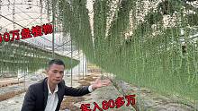 农村又出现了赚钱行业，广东小伙种10万盘植物，轻松年入80多万