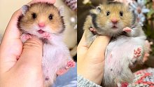 小老鼠从出生到满月有多大变化？