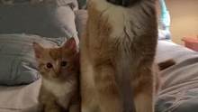 小猫vs更小的猫！