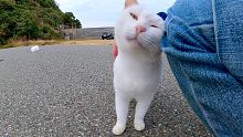 停车场后面的白猫依偎在我的脚边很可爱