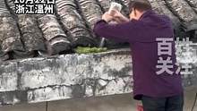 温暖！老爷爷多次爬上屋顶，给屋檐上的小草浇水，网友：他一定是个热爱生活的人