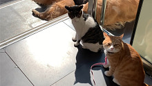 猫狗和谐一起晒太阳