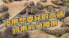 皮带想要穿的高端，得带鳄鱼腰带#鳄珍 #鳄鱼 #鳄鱼养殖场 
